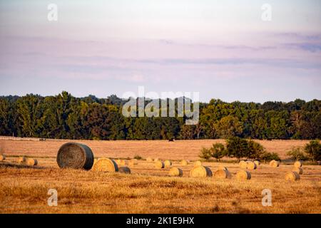 Paesaggio di rotonde balle di fieno in ore d'oro luce del sole con bovini al pascolo in fondo. Foto Stock