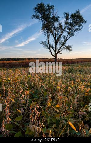 Un campo di soia è pronto per il raccolto presso la Midewin National Tallgrass Preserve. Alcune colture agricole sono ancora utilizzate in riserva così come è riposo Foto Stock