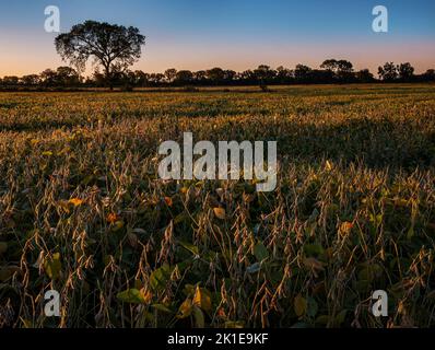 I semi di soia diventano oro al sole del mattino prima del raccolto all'inizio dell'autunno, la contea di volontà, il Foto Stock