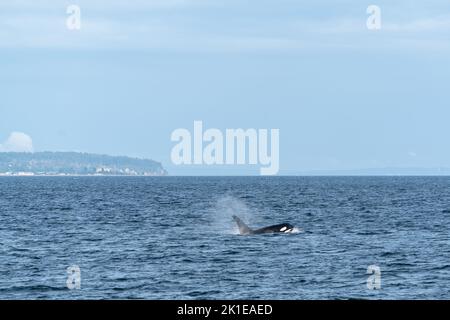 Pod of orcas viaggia attraverso lo stretto di Georgia con la costa della Columbia Britannica sullo sfondo. Foto Stock