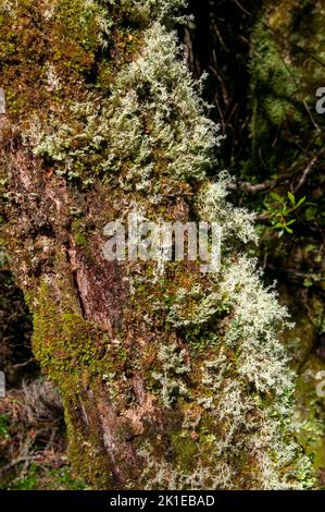 Lago di St Clair Australia, licheni e muschio che crescono su un tronco di albero Foto Stock