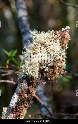 Lago di St Clair Australia, licheni e muschio che crescono su un ramo di albero Foto Stock