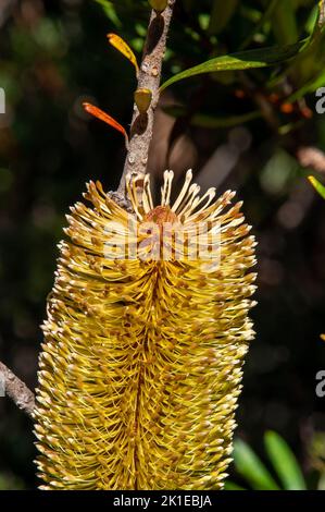 Lago St Clair Australia, cono giallo di una banksia d'argento al sole Foto Stock