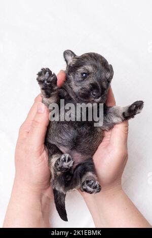 Un cucciolo di Schnauzer in miniatura cieco appena nato, sdraiato tra le braccia del medico. Il cucciolo è in esame da un veterinario. Prendersi cura di un animale domestico Foto Stock