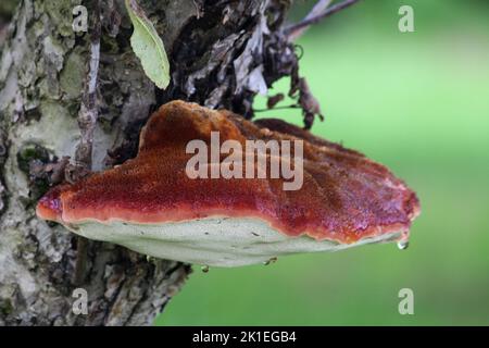 Bistecca di manzo (Fistulina hepatica) fungo sul tronco dell'albero Foto Stock