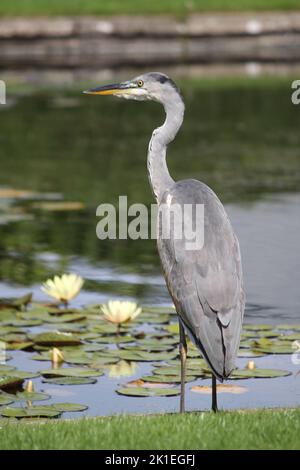 Grey Heron in attesa sul lago Foto Stock