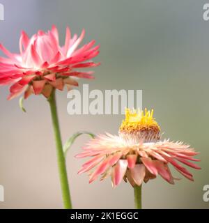 Helichrysum (fiore di paglia) Foto Stock