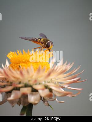 Hoverfly su Helichrysum (Fiore di paglia) Foto Stock