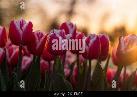 Tulipani rosa nella luce arancione del sole della sera. Foto Stock