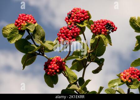 Viburnum lantana bacche rosse, Wayfaring Tree, Viburnum Berries maturare semi arbusto Foto Stock