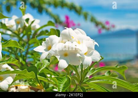 Molti fiori di plumeria bianca su sfondo cielo blu Foto Stock