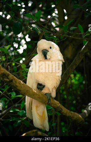 Un primo piano di un uccello da cockatoo molucco appollaiato su un ramo d'albero alla luce del giorno Foto Stock