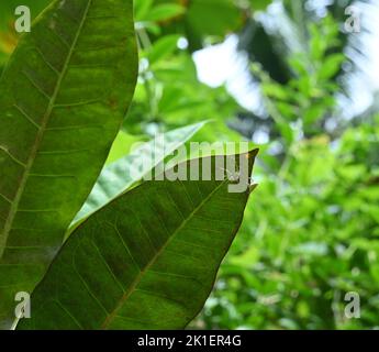 Sotto la vista di una foglia di Croton, sotto la punta di questa foglia un ragno spiky che si nasconde nel giorno Foto Stock