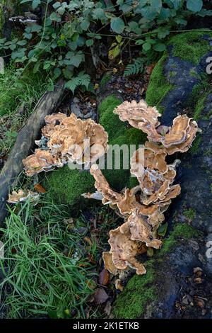 Polypore gigante Foto Stock