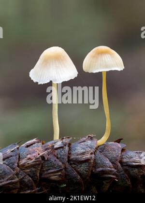 Micena a gambo giallo, micena epipterygia, coltivata su un cono di pino/conifere Norfolk, novembre Foto Stock