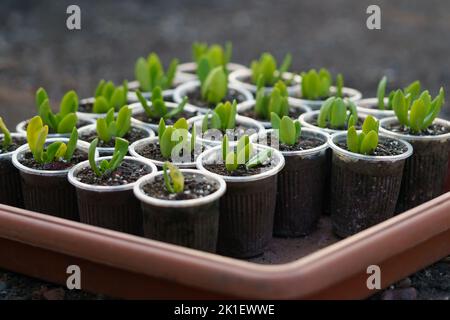 I primi germogli di piante trafitto attraverso il terreno che cresce in pentole di plastica e in piedi in vassoio marrone Foto Stock