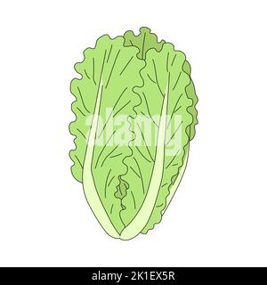 Lattuga fresca e matura in stile cartoon. Illustrazione vettoriale di foglie vegetali isolate su sfondo bianco Illustrazione Vettoriale