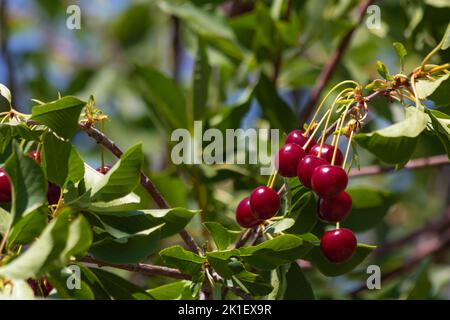 Ciliegie acide appese sull'albero. Alimenti vegani grezzi biologici. Ciliegio acido. Messa a fuoco selettiva. Foto Stock