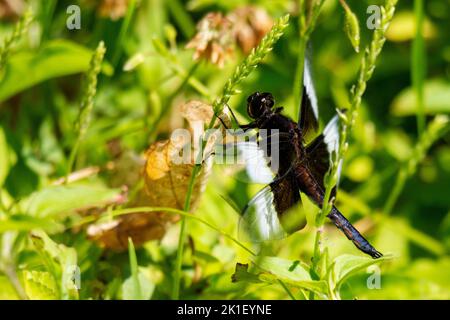 Un maschio immaturo vedova skimmer libellula. Foto Stock