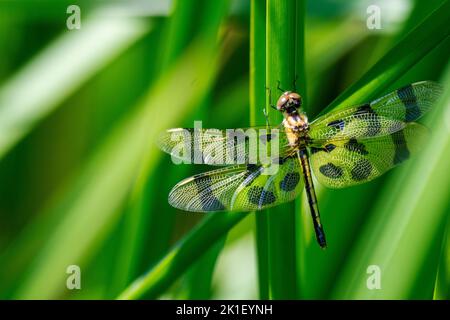 Una libellula Pennant di Halloween si trova sulla canna aa accanto a un lago Wisconsin. Foto Stock