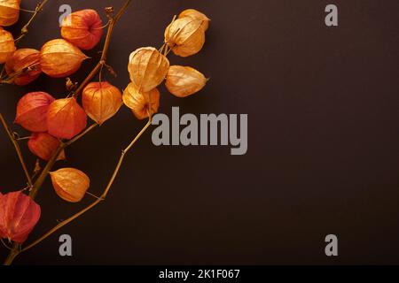 Sfondo di Halloween. Fiocco di pipistrelli neri e ramo di fiori d'arancio secchi per Halloween. Silhouette di pipistrelli di carta nera su sfondo marrone o scuro. AUT Foto Stock