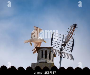 Gabbiano bianco che atterra per appollaiare su un camino con un'antenna alla sua destra in alto su su un tetto di tegole. Foto Stock