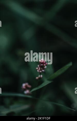 Un primo piano verticale di una smartweed pallida su uno sfondo scuro e sfocato Foto Stock