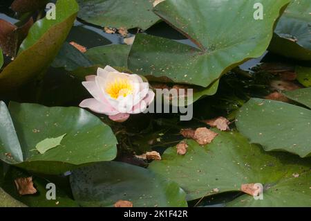 Gigli d'acqua bianca circondati da foglie sulla superficie dell'acqua Foto Stock