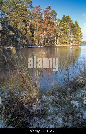 Loch Garten nel parco nazionale di Cairngorms. Foto Stock