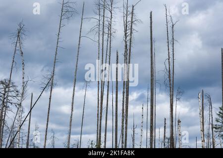 Alberi secchi nelle paludi contro un cielo blu con nuvole. Alberi morti nella palude, nella foresta. Cielo nuvoloso in una foresta con una palude. Tronchi di albero asciutti nella palude. Foto Stock