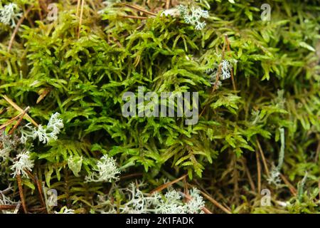 Polytrichum che cresce nella foresta. Polytrichum crescere tra muschio. Primo piano di Polytrichum. Foto Stock