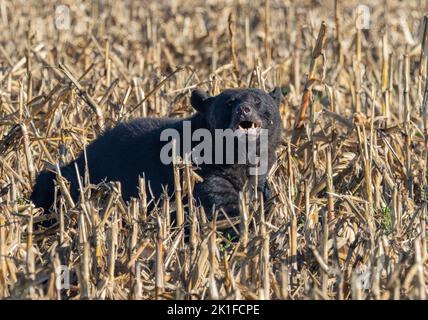 American Black Bear (Ursus americanus) in conrfield Foto Stock