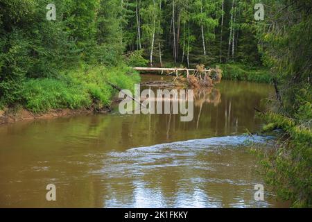 Albero caduto dopo uragano nella foresta. L'albero è stato strappato dal terreno da un uragano. Un albero caduto nell'acqua di una foresta verde. Foto Stock