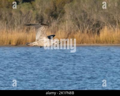 Gabbiano aringa (Larus argentatus) giovane in volo con granchio Foto Stock
