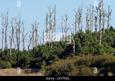 Nuova crescita di pino tra la foresta di alberi morti Foto Stock