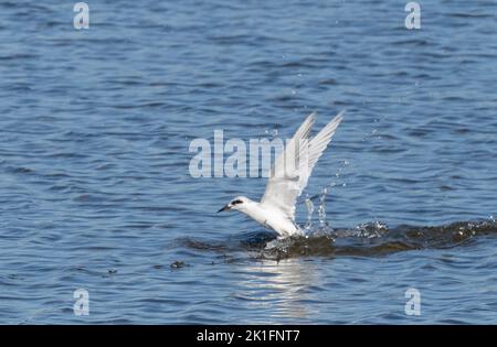 Tern di Forster (Sterna forsteri) che prende il volo dopo l'immersione sul pesce Foto Stock