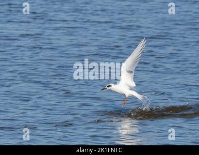 Tern di Forster (Sterna forsteri) che prende il volo dopo l'immersione sul pesce Foto Stock