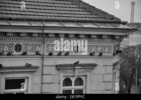 I piccioni ai margini di una classica residenza viennese a Vienna, Austria Foto Stock