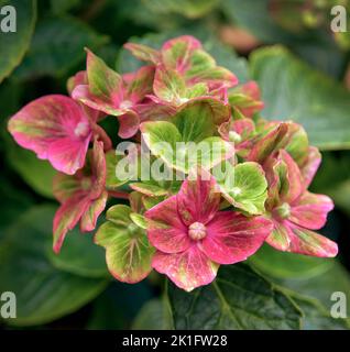 Splendidi fiori vivaci di Hydrangea, varietà 'Glam Rock' Foto Stock