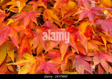 Acero giapponese, Acer palmatum in splendidi colori autunnali Foto Stock