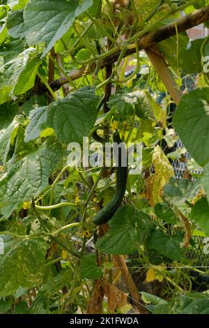 Cetriolo fresco con Folwer giallo sulla vien in Hong Kong Rural Area in nuovi territori di Hong Kong Pak Lap pesca Cultural Village Cucurbitaceae Foto Stock