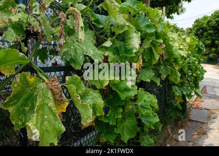 Cetriolo fresco con Folwer giallo sulla vien in Hong Kong Rural Area in nuovi territori di Hong Kong Pak Lap pesca Cultural Village Cucurbitaceae Foto Stock