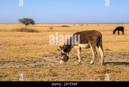 Asino pascolo su un prato arido nel Kalahari, Rakops, Botswana Foto Stock