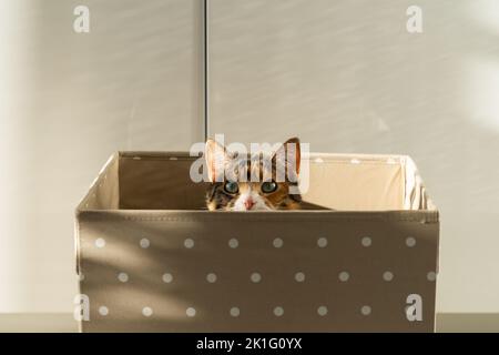 Primo piano di gatto curioso è salito in scatola di stoccaggio, guarda fuori a giocare a caccia di un giocattolo. Amanti degli animali domestici Foto Stock