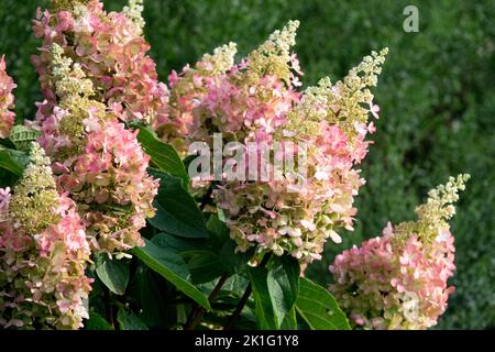 Hydrangea 'Pinky Winky', Hydrangea, Fiori, Hydrangea paniculata, panicola Hydrangea Pink, Fiori, Giardino, Hydrangea paniculata 'Pinky Winky' Foto Stock
