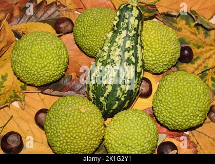 Zucca verde su una foglia gialla, arancione, rossa con castagne. Idea creativa di ​​autumn. Foto Stock