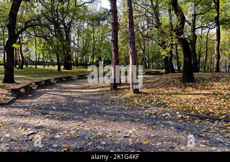 Una colorata foresta autunnale con splendidi alberi ramificati con molte foglie gialle, verdi e marroni Foto Stock