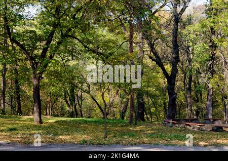 Una colorata foresta autunnale con splendidi alberi ramificati con molte foglie gialle, verdi e marroni Foto Stock