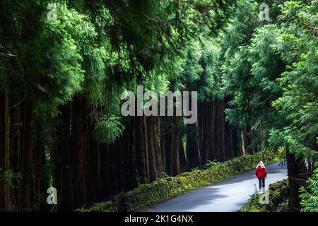 Una donna cammina davanti a giganteschi alberi di cedro giapponesi nel parco naturale Reserva Florestal Parcial da Serra de S. Barbara e dos Misterios Negros sull'isola di Terceira, Azzorre, Portogallo. Oltre il 22% della terra sull'isola di Terceira è messa da parte come riserva naturale. Foto Stock