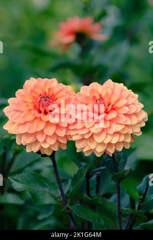 Primo piano immagine di una coppia di dahlias arancioni. Foto Stock
